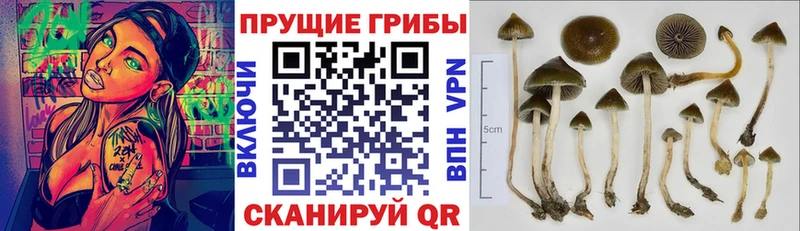 Галлюциногенные грибы MAGIC MUSHROOMS  kraken маркетплейс  Новоалександровск 